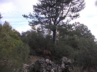 otta dei Pastori04112011 144